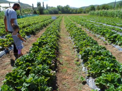 Production of the Value Chain analysis – Mitrovica, Zubin Potok, Zvechan