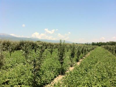 AG BIZ Macedonia – Prespa agriculture support