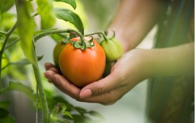 Gender Equality in Rural Development